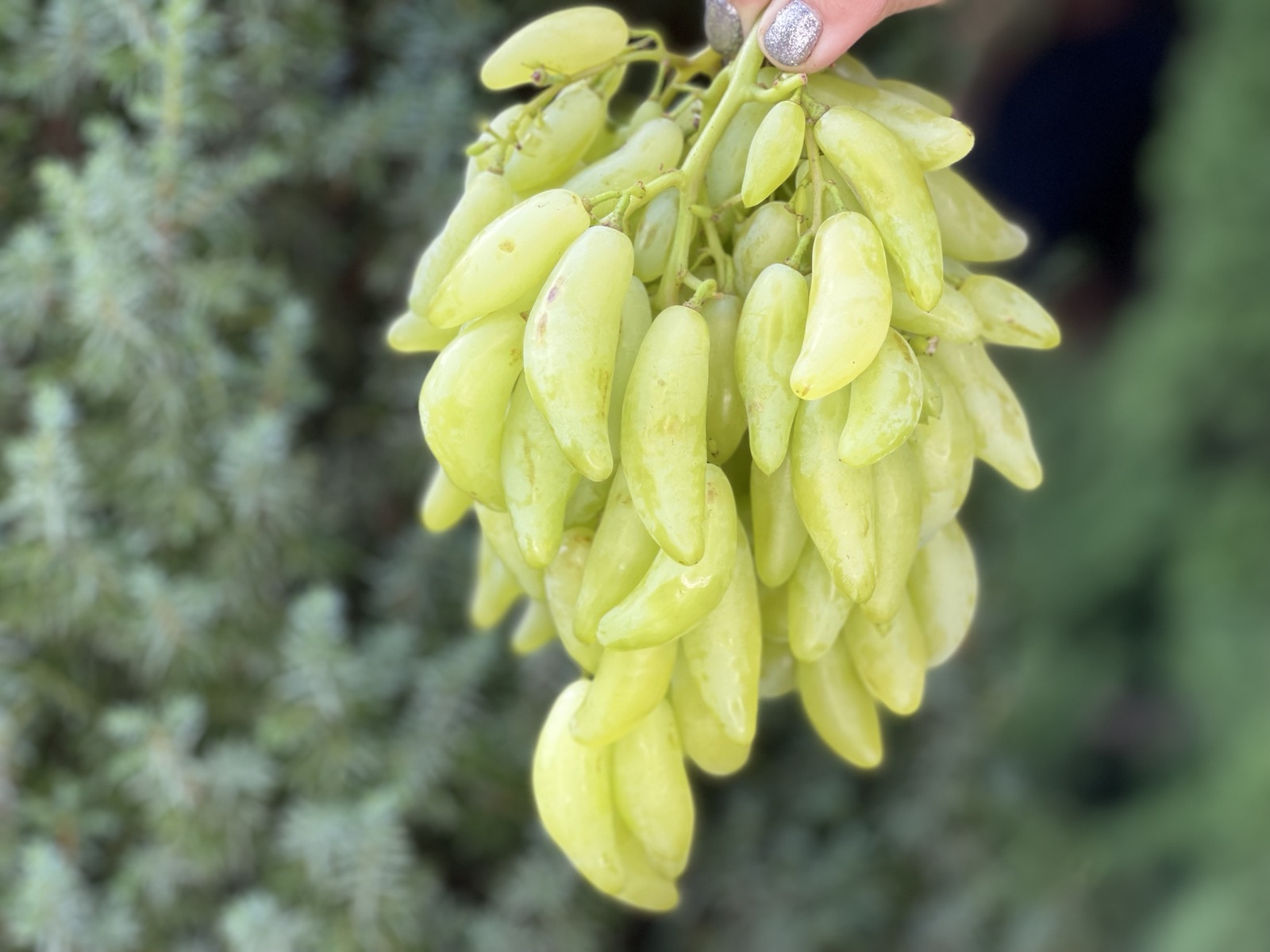 Виноградник Юліних - переглянути весь каталог продукції саджанців
