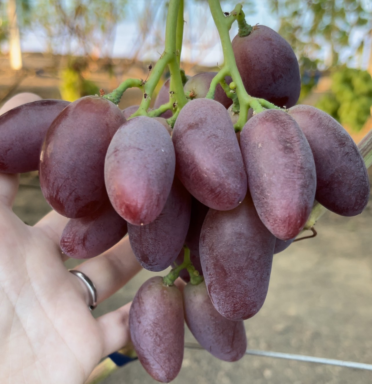 Виноградник Юліних - переглянути весь каталог продукції саджанців